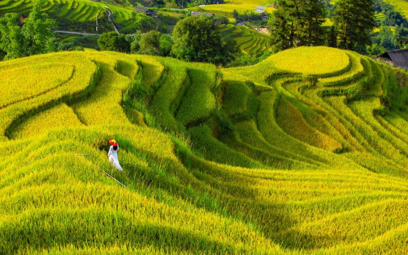 tour du lịch sapa hot nhất